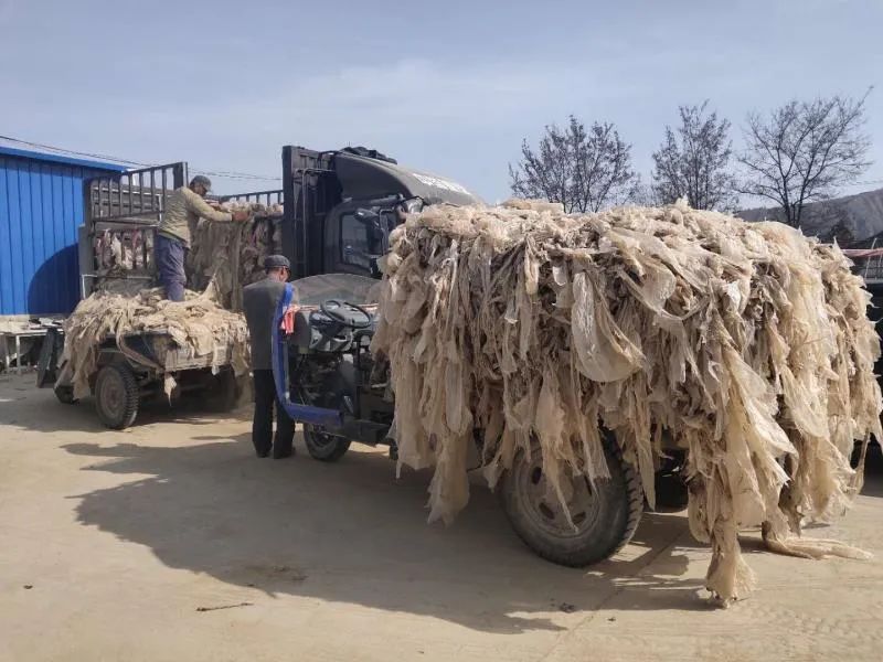 榆中:农业耕作重生态 废旧地膜换新膜