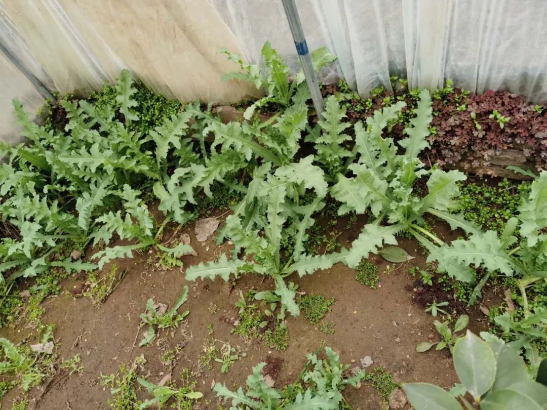 兰陵层山边庄街道又有村民种罂粟被罚