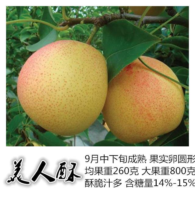 美人酥梨苗春季管理技术要点