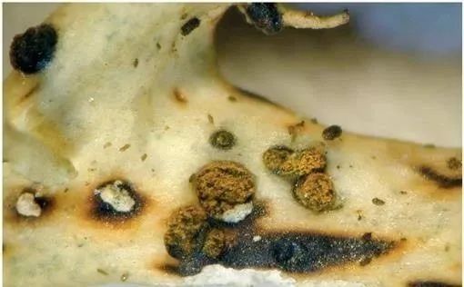 嗜睡,虚弱,食欲不振,呕吐, 带血痢疾或黑焦油大便,黄色粘膜,可能还会