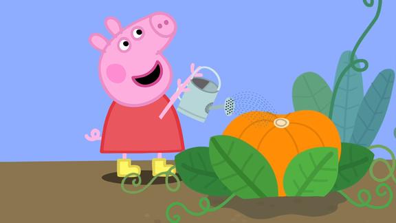 小猪佩奇给巨型南瓜浇水