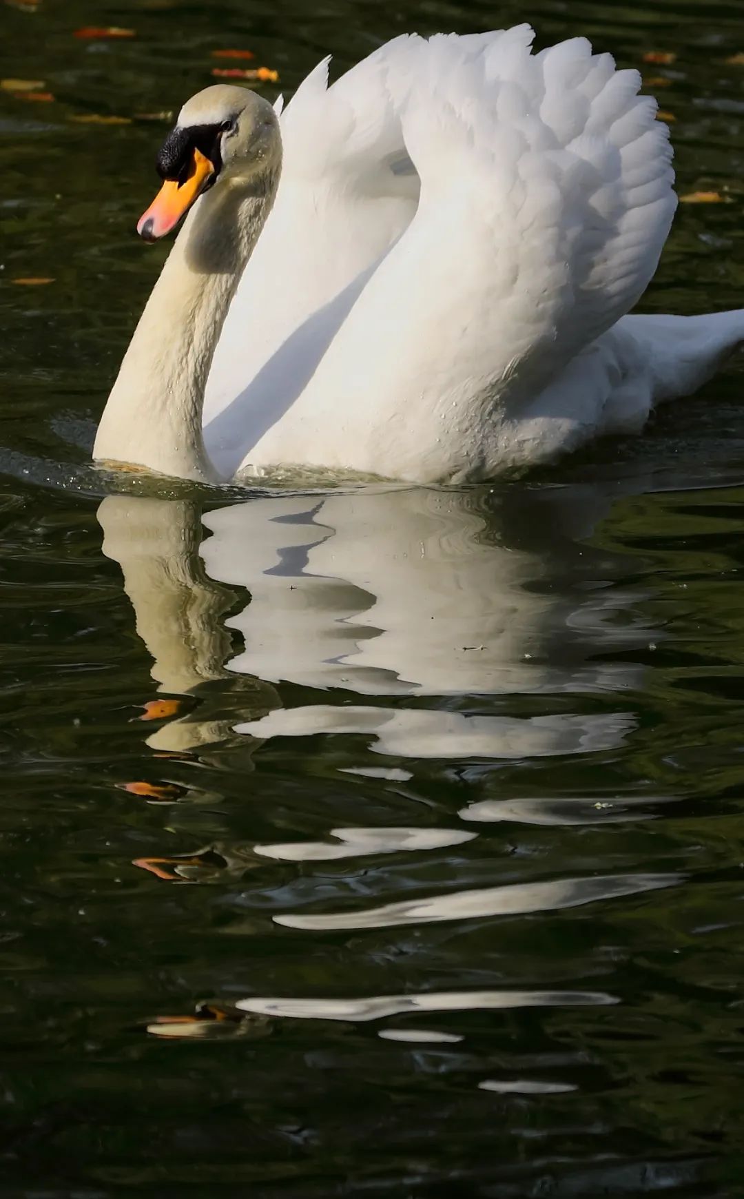好消息没法和伴侣比心的假天鹅新物种扁嘴天鹅强势驾到