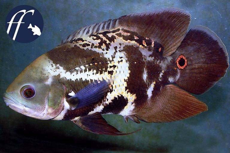 奥斯卡花猪地图鱼