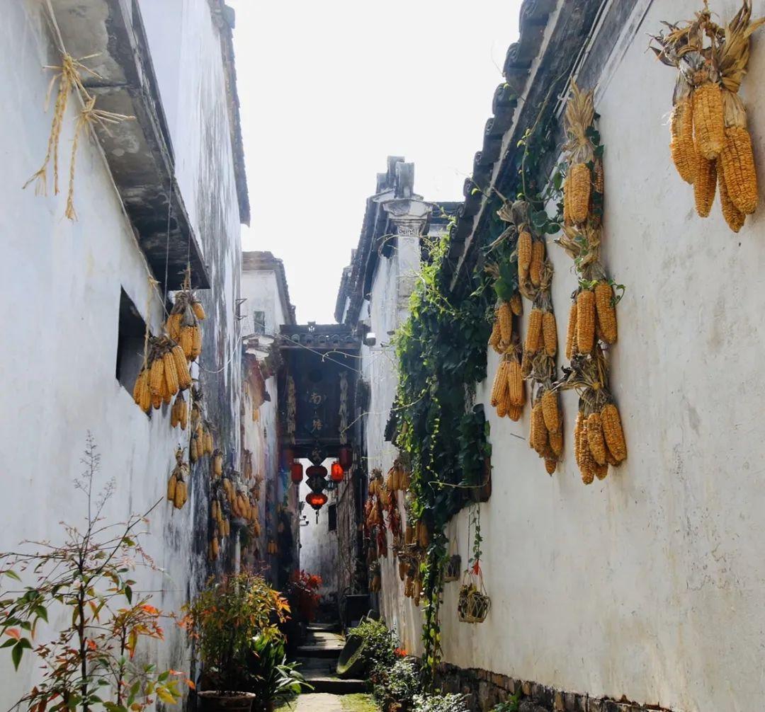 (银杏巷)去年"十一",村里设立了古村十巷,有辣椒巷,玉米巷,荷叶巷