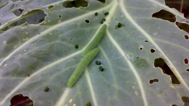 这样清洗西兰花虫卵灰尘一起除方法太实用了