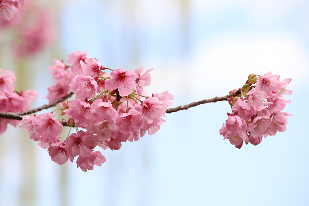 日本东京樱花绽放惹人醉