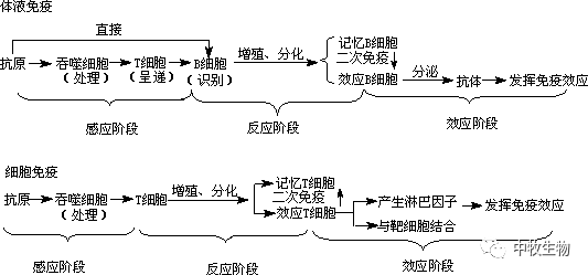 体液免疫细胞免疫必须弄懂的那些事儿
