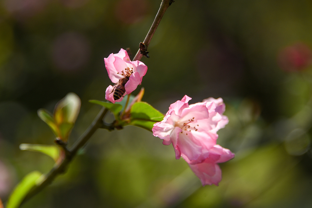 江西吉安:海棠花开蜜蜂蝴蝶采花蜜