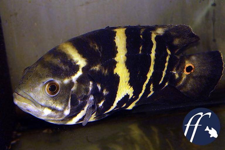 奥斯卡花猪地图鱼