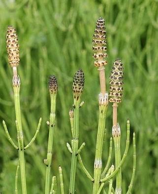 大自然的野草珍贵有价值有一种问荆草错过的人可后悔了
