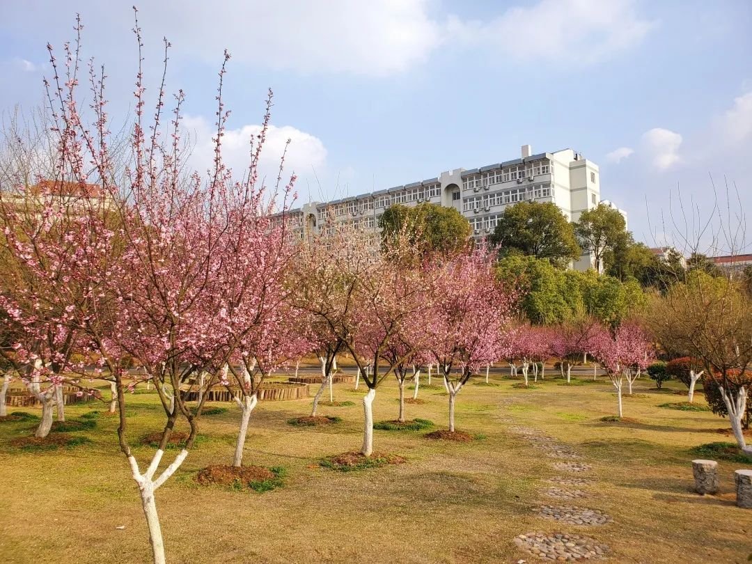 小博云赏梅亲爱的江苏大学我想念校园的梅