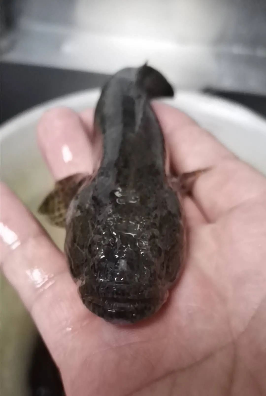 春笋步鱼春天必吃的一道老炮儿菜