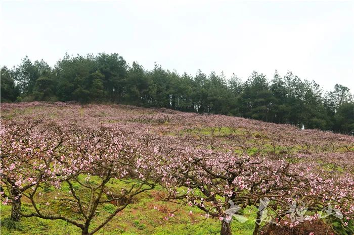 獨山影山鎮:春林初盛暗香浮 山間桃花競綻放_獨山縣