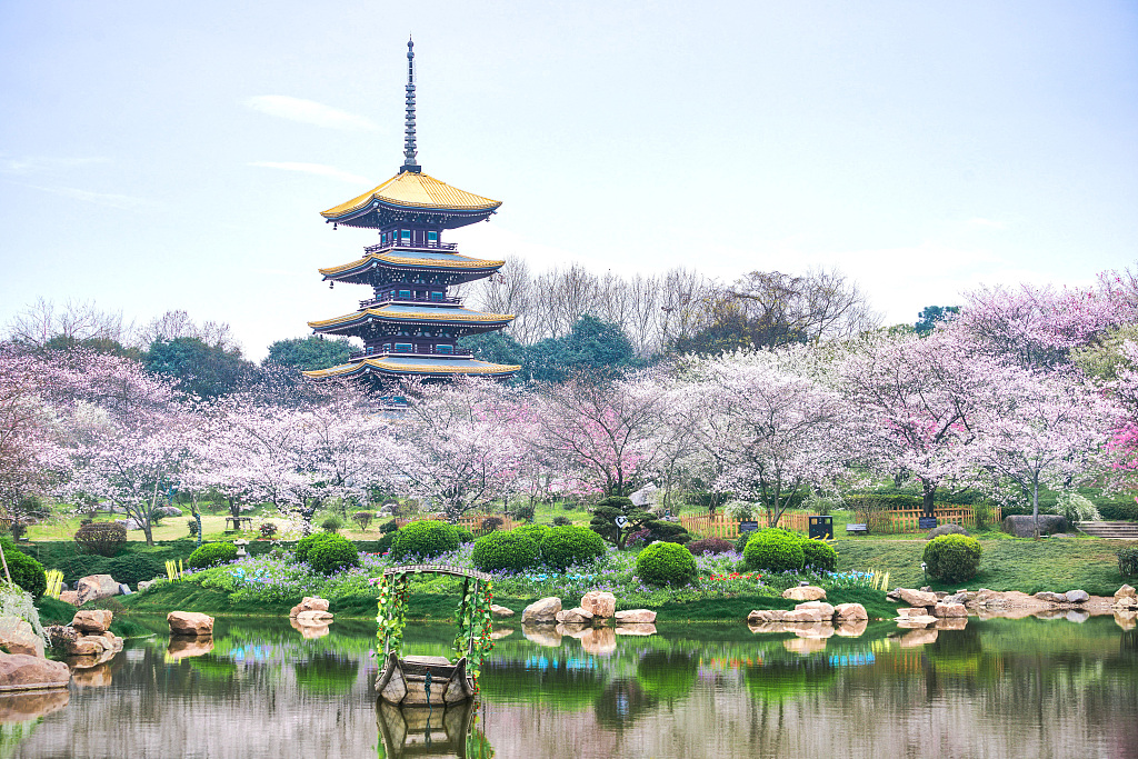 线上直播带你云赏樱花期待春天为武汉加油