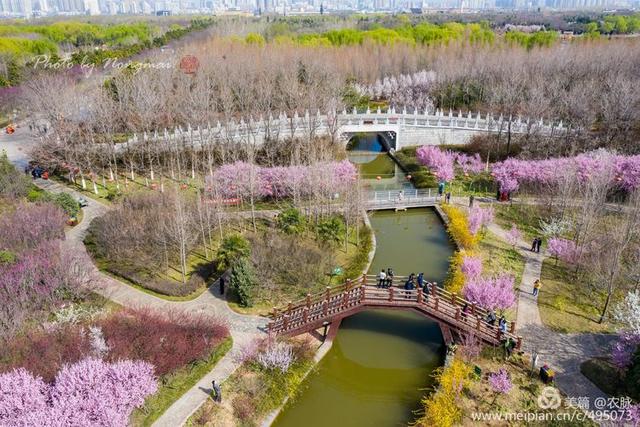 風和日麗,春光明媚,洛陽隋唐城遺址植物園春花盛開