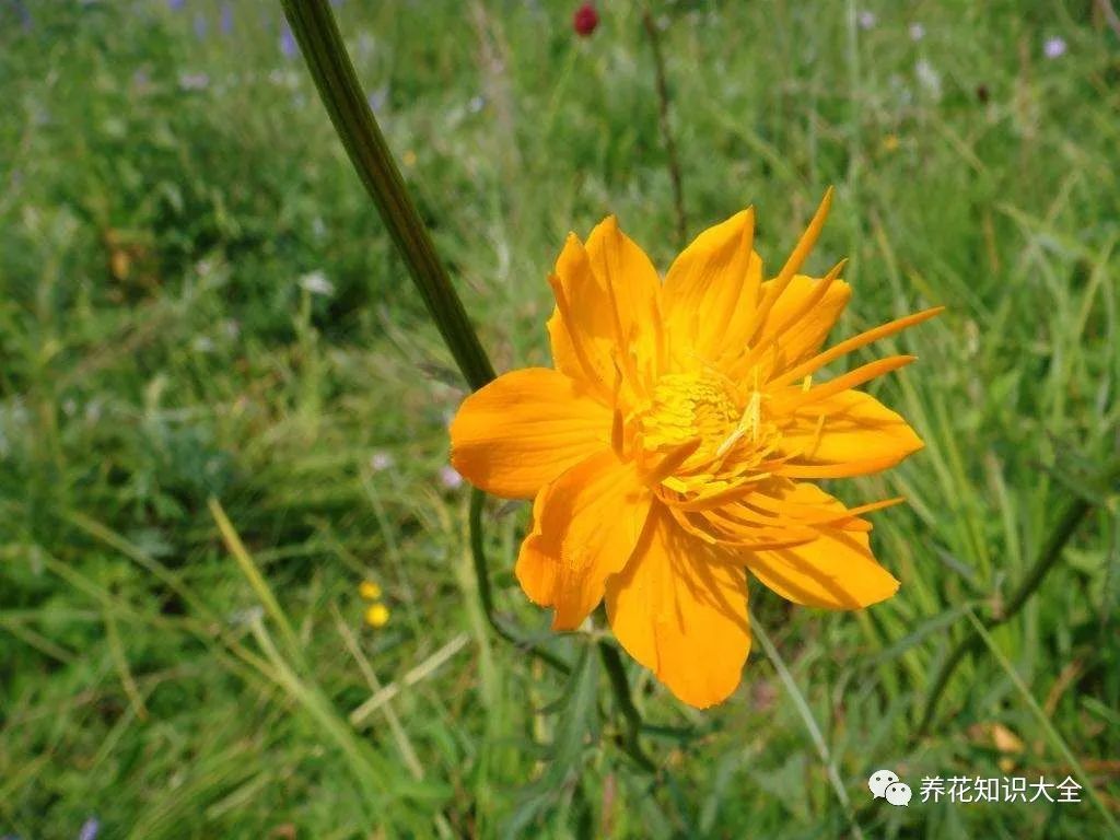 这花叫做金疙瘩农村很多人都把它当个宝你有见过没
