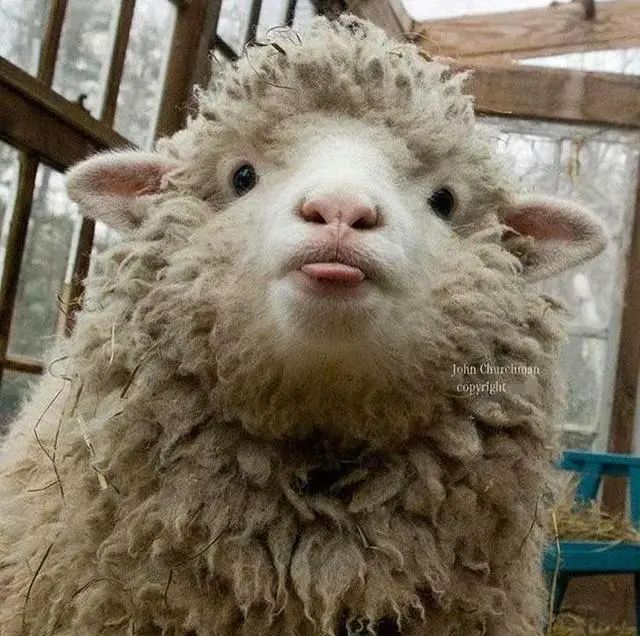 小羊一冲水立刻现出真面目网友这也太脏了吧