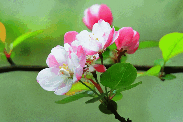 河岸识花海棠自今意思谁能说一片春心付海棠