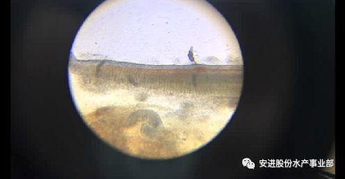 指环虫均为卵生,卵大而少,在温暖季节能不断产卵,孵化.