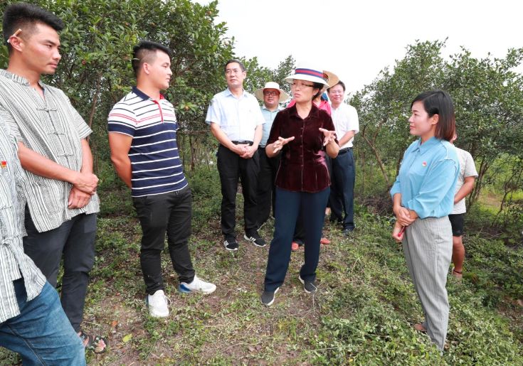 资料图:龙晓华州长,邓晓东县长等到合作社基地视察谢云涛感慨到脱贫
