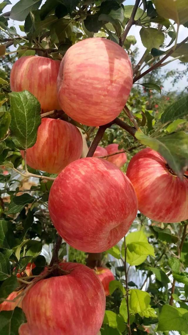 红彤彤大苹果小樱桃祝您日子红红火火杨凌锐坤农林科技有限公司