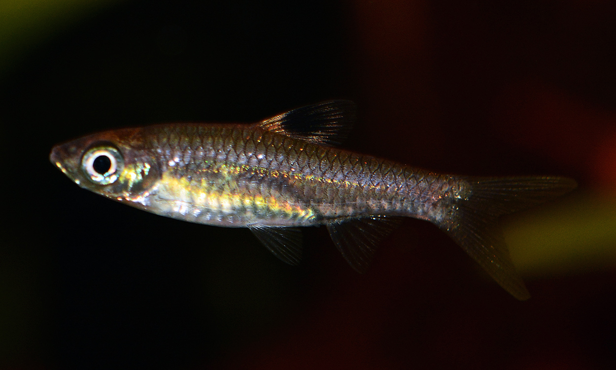 科普鱼类知识波鱼