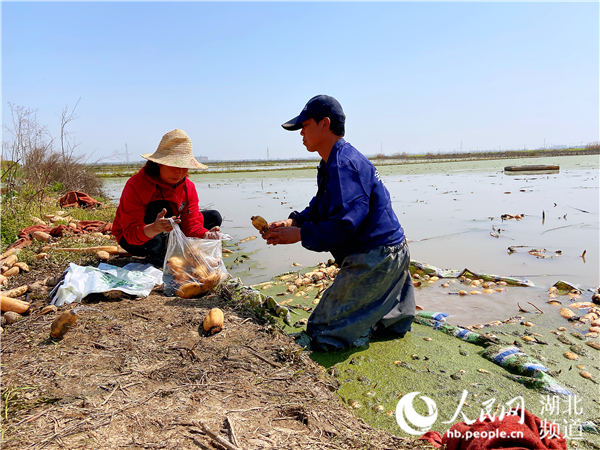 保供突击队长帮滞销莲藕"找出路"在武汉开发区湘口街进洪大队七支沟