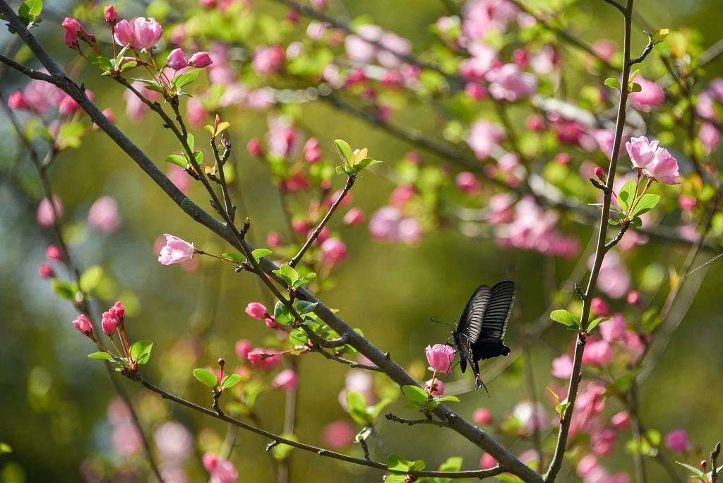 江西吉安:海棠花开蜜蜂蝴蝶采花蜜