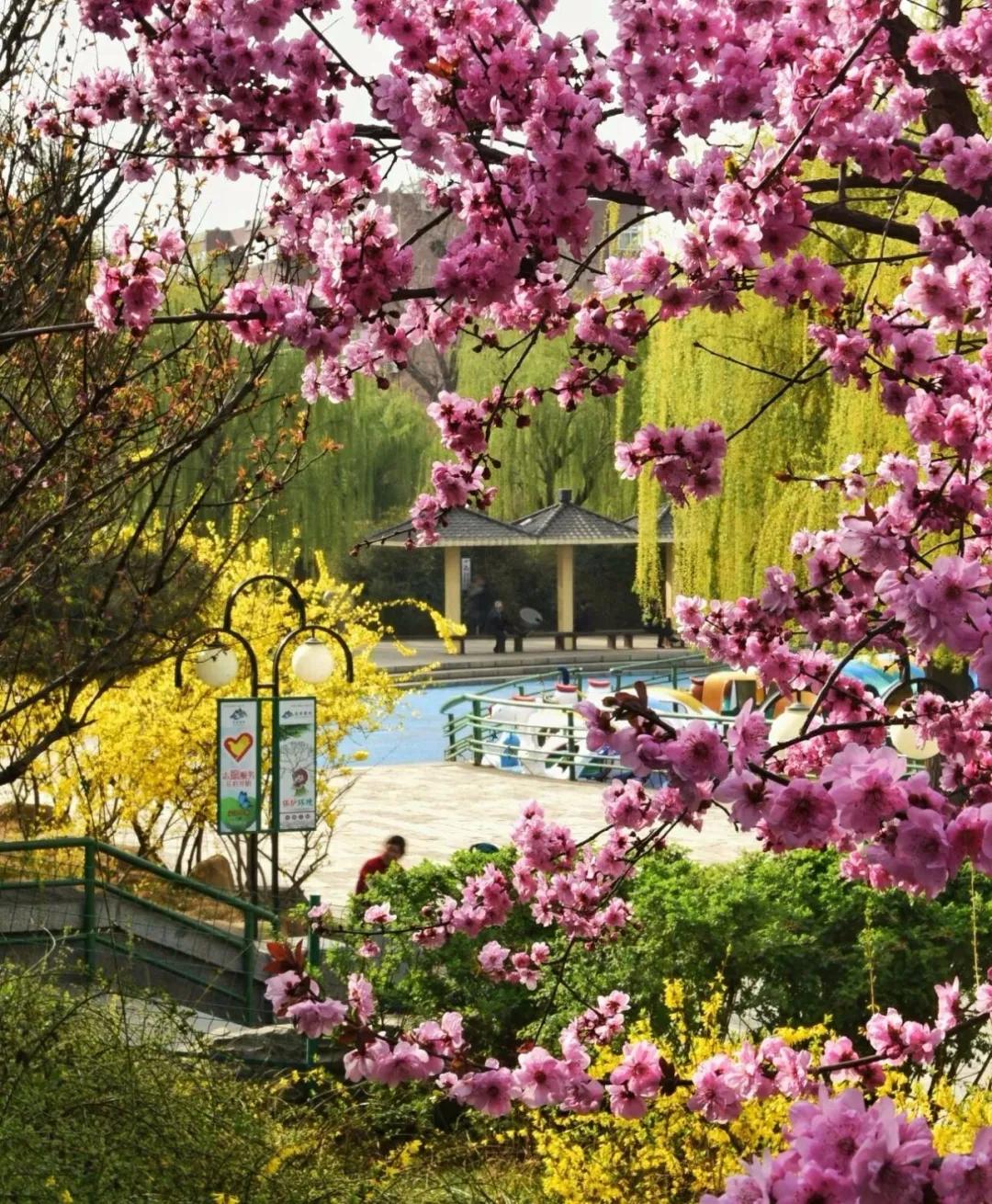 春水初生春林初盛我把春天打包寄给你