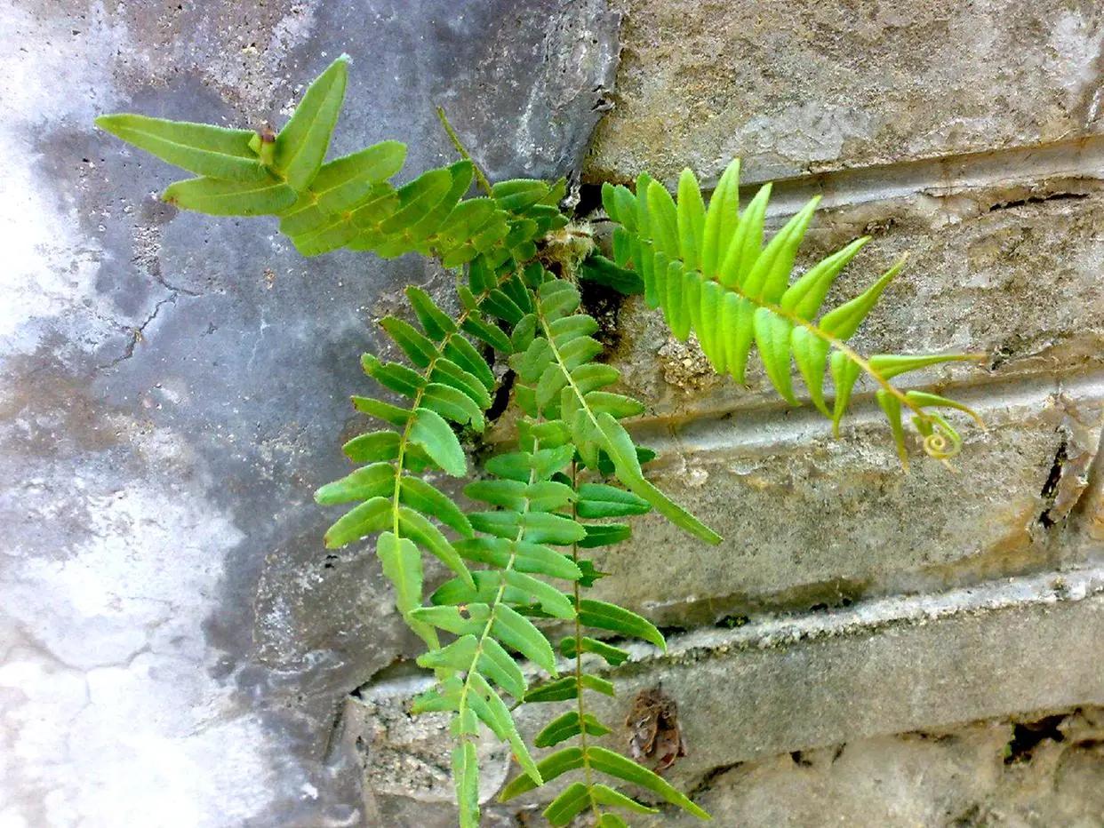 此"杂草"若生长在您家墙上,别拔掉,它是价值珍贵的"凤凰蛋"_蜈蚣草