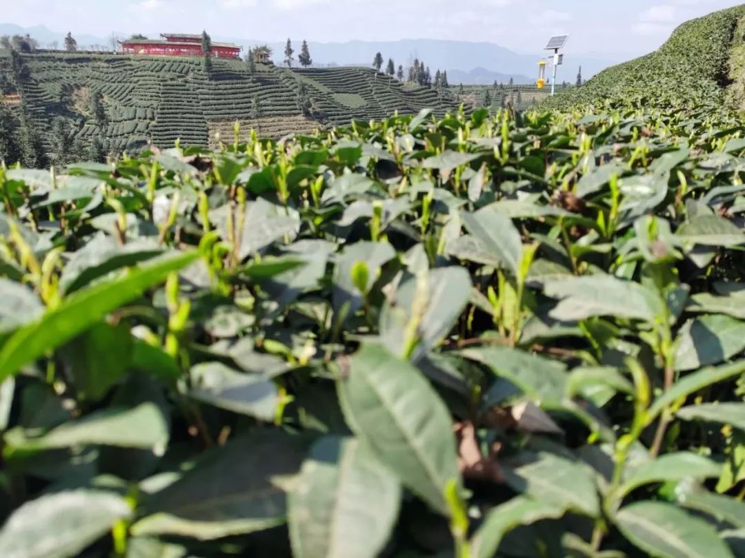 牛碾坪茶叶图片