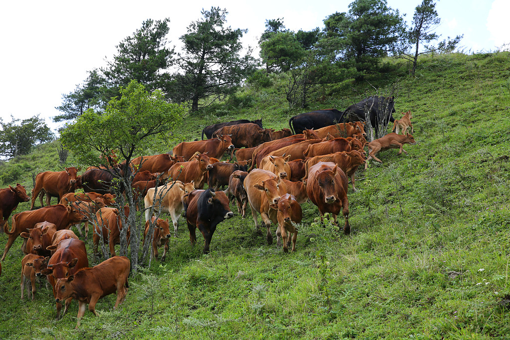 2019年12月19日,安康镇坪县牛头店镇红星村,在大巴山放养了4年黄牛的