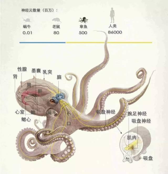 原創比人類還多33000組基因的章魚不是地球生物令科學家不安