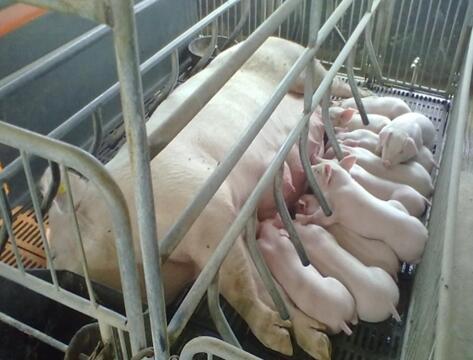 非洲猪瘟耐过的母猪会不会终身带毒可以留种吗