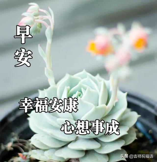 周一最新早安问候语图片带字温馨早上好表情图片