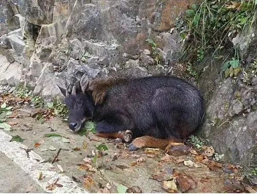 漢中男子獵殺國家二級保護動物被判刑2年