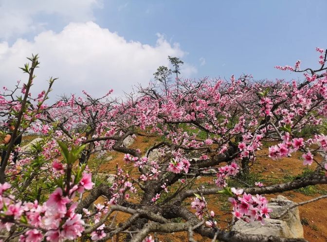 云旅游一起看顶效桃花谷的灼灼其华