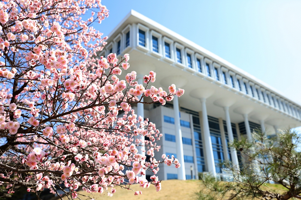春天到来韩国全南大学梅花绽放