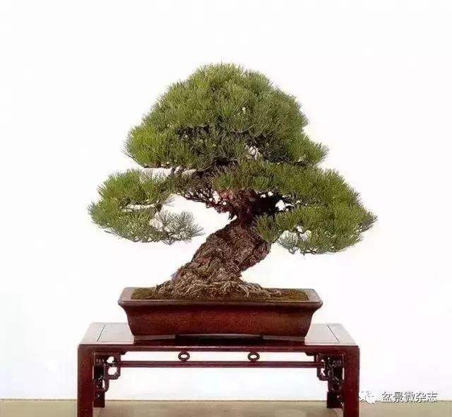 雷神风神以及那些著名且贵重日本盆景