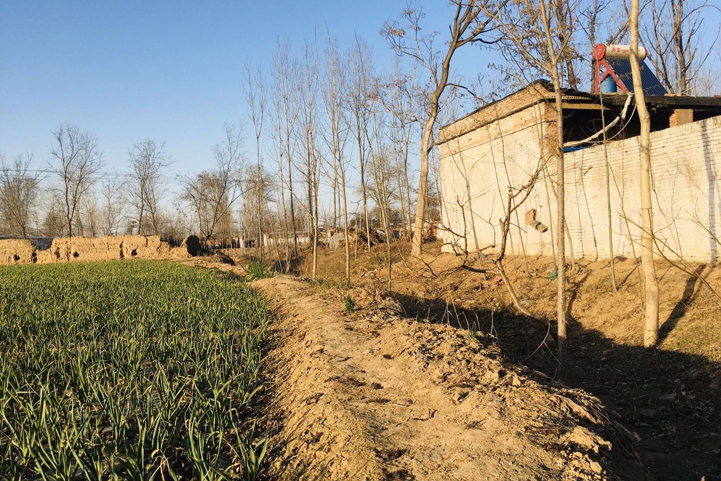 鲁西农村生活徒骇河大集