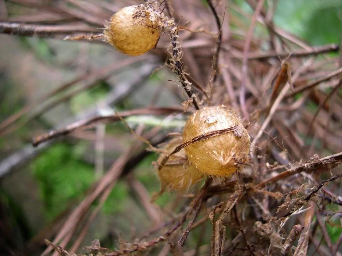 既然凤凰蛋价值很大,那么,此植物生长在什么地方呢?