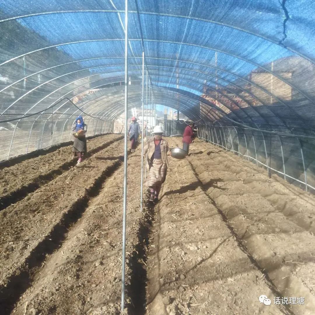 绒坝乡拉吾村 ▎羊肚菌种植热情高