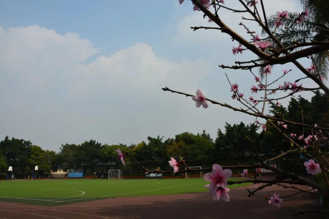 武侯區校園成都第四幼兒園成都茶店子小學成都七中萬達學校成都二十中