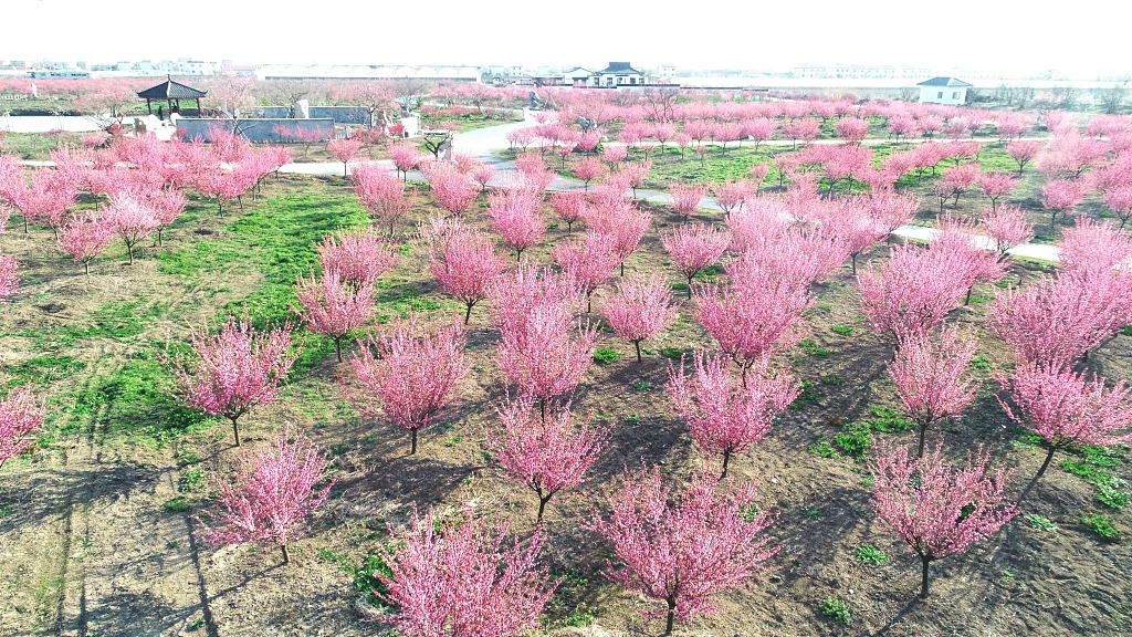 江苏连云港:梅花绽放俏迎春