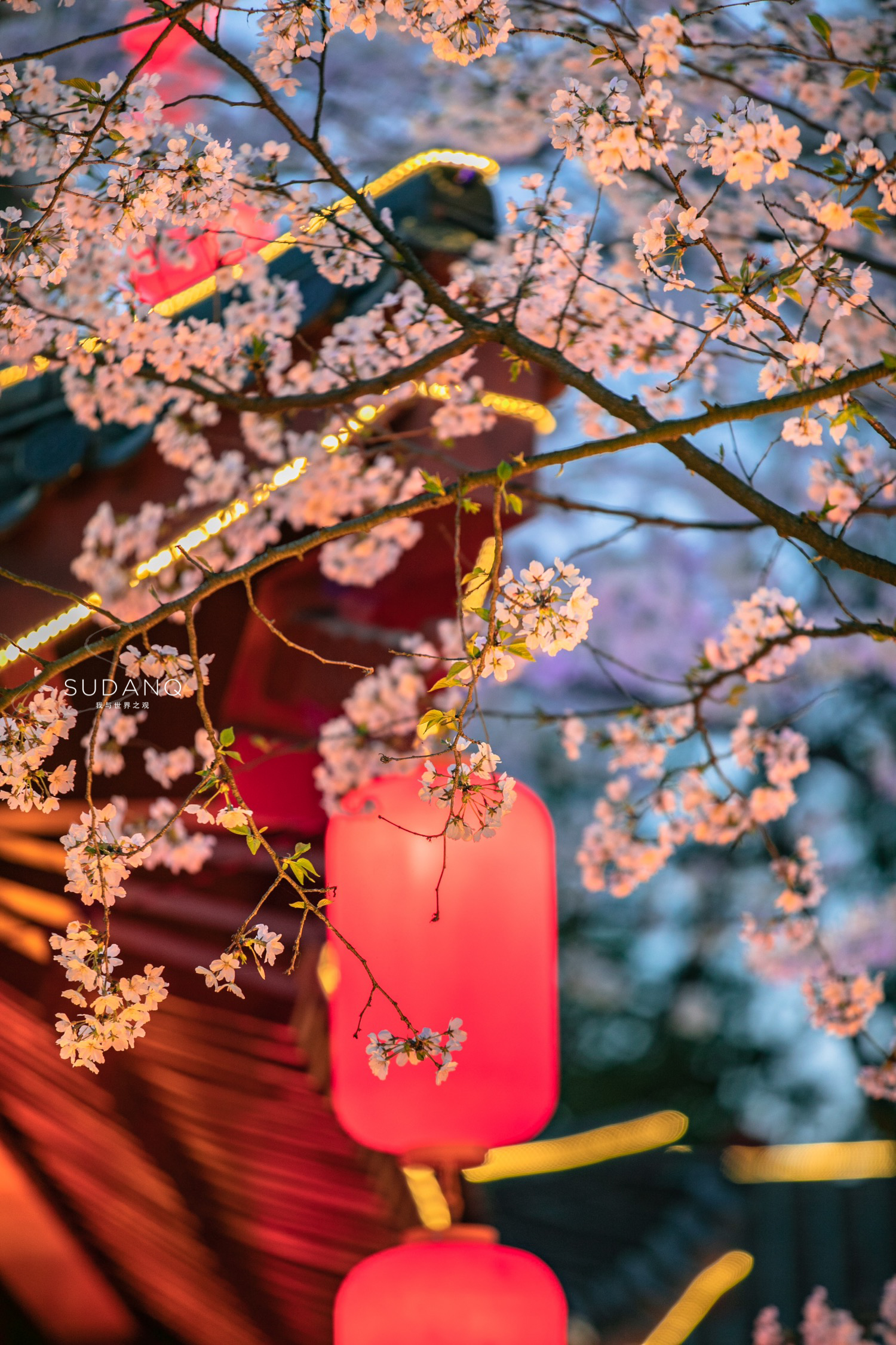 实拍武汉樱花，作为世界三大樱花之都，磨山夜色美得令人沉醉