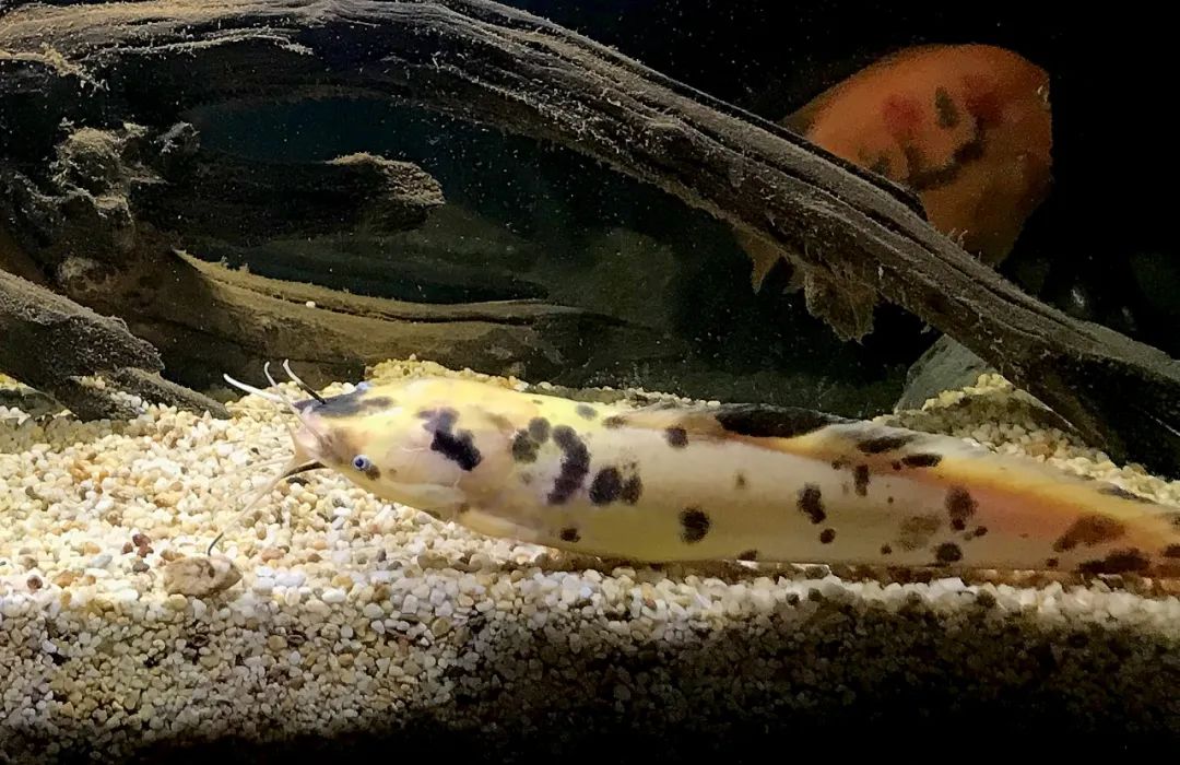 经济鱼当观赏鱼养,小丑武士的生活太舒服