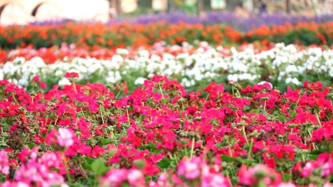 春暖花開丨佛山這裡百畝花海醉遊人,