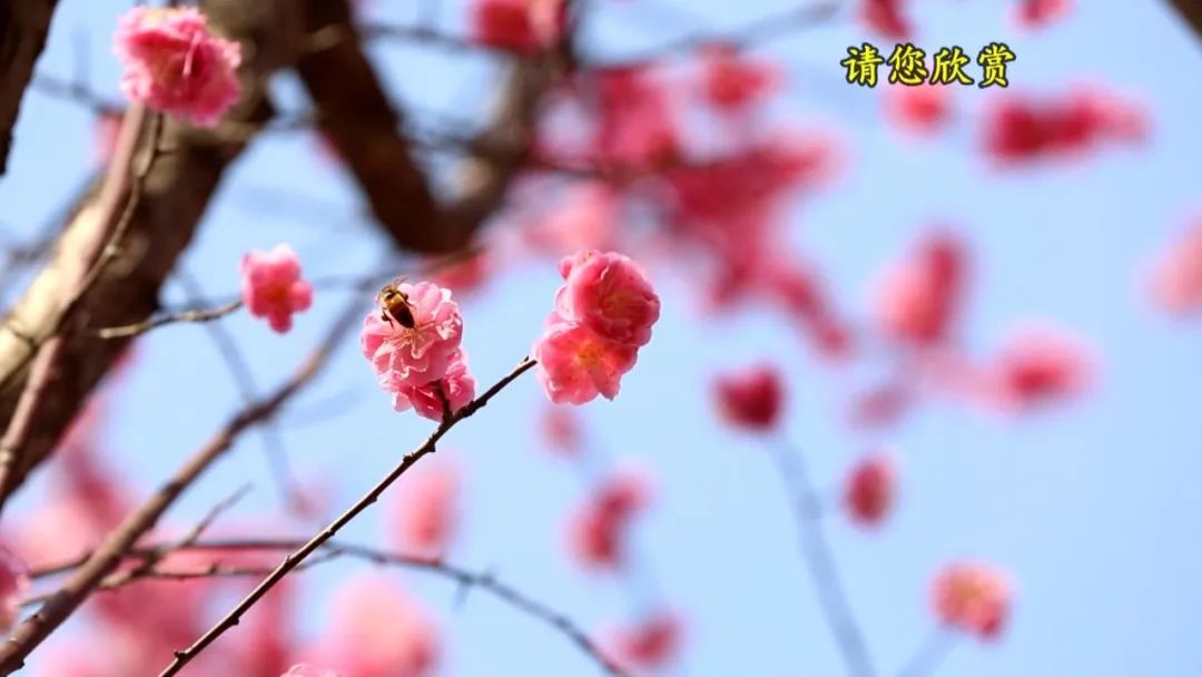 【云赏花】春已至 花始开!巫溪赏花正当时