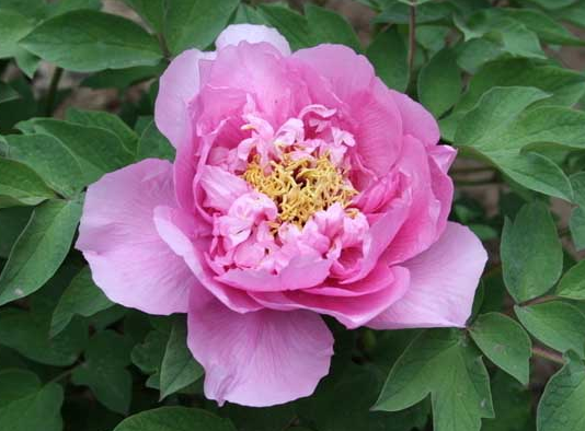 志向远大的4属相,未来三年飞黄腾达,被好运包围,事业蒸蒸日上