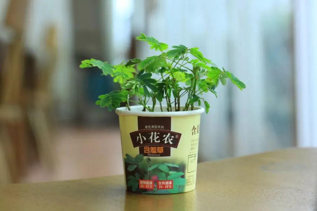 萌萌哒特别招人喜欢花瓣展开像小猫咪的脸猫儿脸是花丛中最萌的那一朵